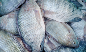 Swallowing raw fish bile to improve sexual health?