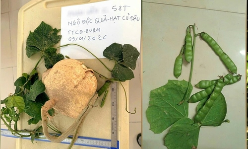 Three family members recover after eating jicama seeds