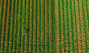 Lily field transforms Kinh Thay riverbanks into golden spectacle