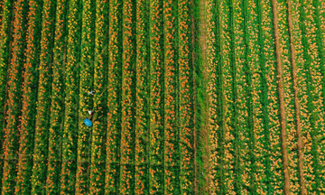 Lily field transforms Kinh Thay riverbanks into golden spectacle