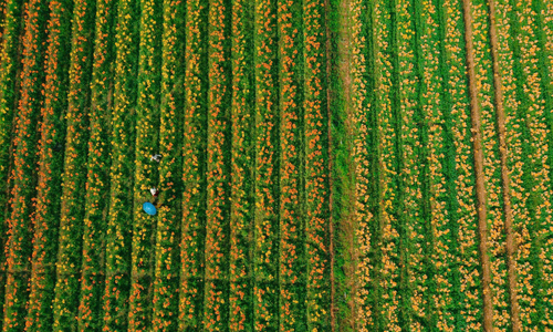 Lily field transforms Kinh Thay riverbanks into golden spectacle