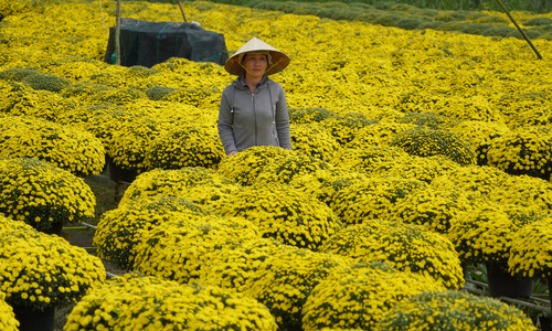 Early blooming chrysanthemums cause heavy losses for Tet flower village farmers