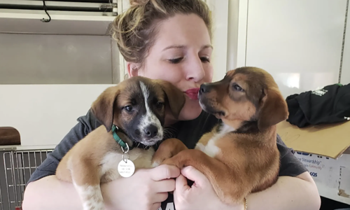 Many american women choose dogs over dating