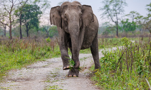 India hunts elephant responsible for 22 deaths