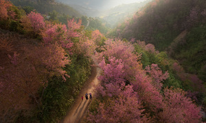 Thousands of to day flowers paint Mu Cang Chai pink