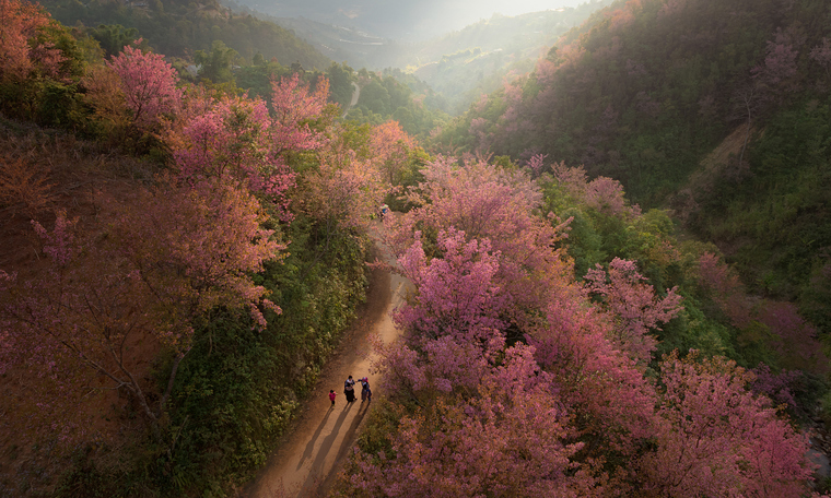 Thousands of to day flowers paint Mu Cang Chai pink