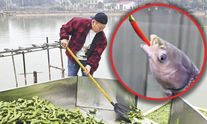 Feeding fish 5 tons of chili daily for 'better shape, fragrant meat'