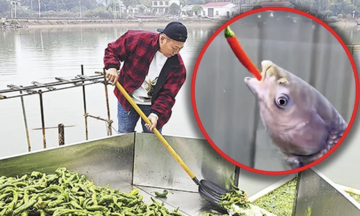 Feeding fish 5 tons of chili daily for 'better shape, fragrant meat'