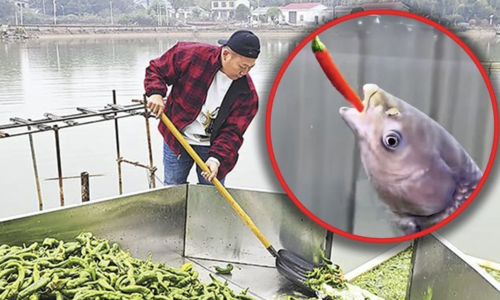 Feeding fish 5 tons of chili daily for 'better shape, fragrant meat'