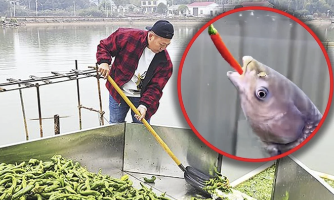 Feeding fish 5 tons of chili daily for 'better shape, fragrant meat'
