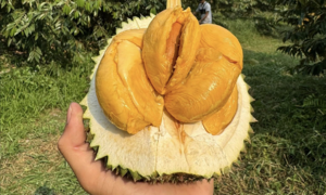 Fruit and vegetable exports to China reach record nearly USD 8.6 billion