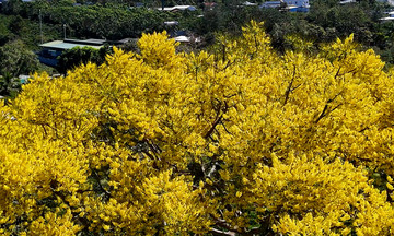 Thousands of golden shower trees paint Bao Loc roads yellow