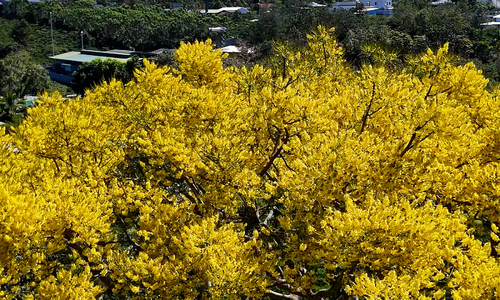 Thousands of golden shower trees paint Bao Loc roads yellow