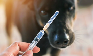 man dies four months after dog bite