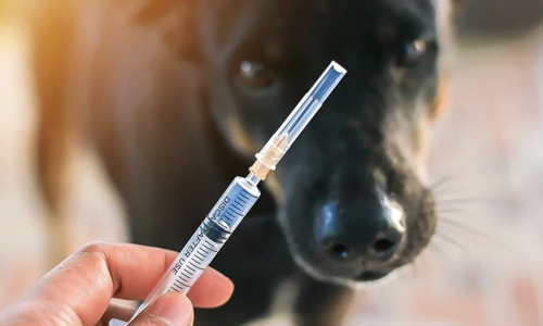 man dies four months after dog bite