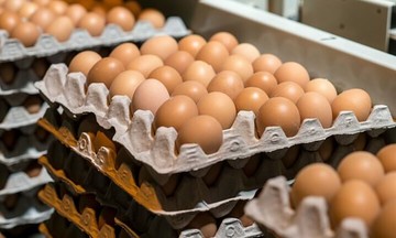 DP World launches cold chain logistics for Turkish eggs