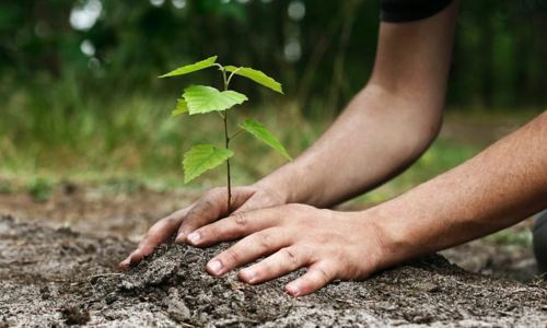 Unilever executive: "We view planting 1 million trees as a strategic investment"