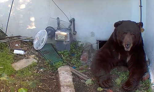 Misery ends for man living with a 260 kg bear under his home