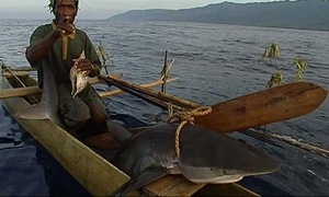 Where men must catch sharks with bare hands