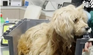 Dog fasts, endures rain waiting for deceased owner