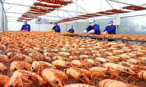 High-value dried tiger prawns for Tet