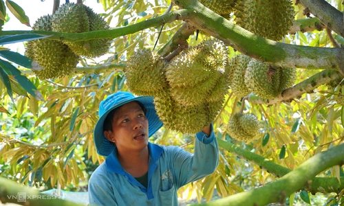 Durian export turnover reaches record high