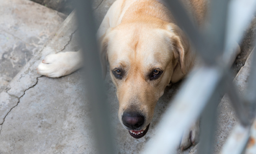 Behaviors that cause pets to attack owners