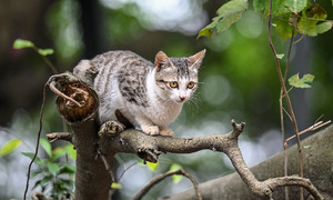 Little-known cat island in the heart of Hanoi