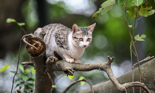 Little-known cat island in the heart of Hanoi