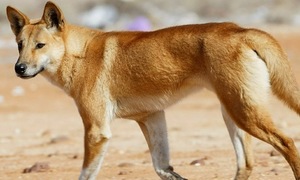 Dingo pack euthanized after female tourist's death in Australia