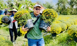 Residents rally to 'rescue' early-blooming chrysanthemums