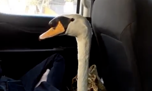 White swan stolen from Saigon Zoo, recovered