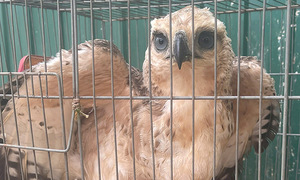 Eagle caught in resident's garden net