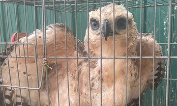 Eagle caught in resident's garden net