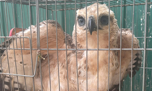 Eagle caught in resident's garden net