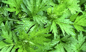 Should hot mugwort leaves be applied to a dog bite wound?