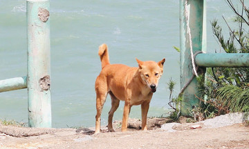 The golden dog guides tourists in Phu Yen