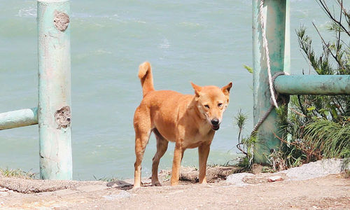 The golden dog guides tourists in Phu Yen