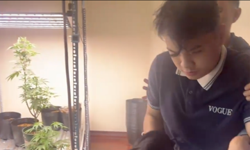 Da nang's largest cannabis cultivation operation busted