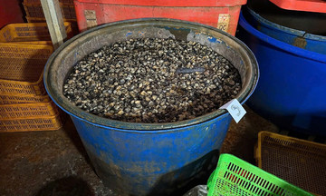 Soaking snails with 'liquid glass': a chemical that corrodes internal organs