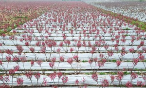 Hong Ha peach blossoms ready for the streets