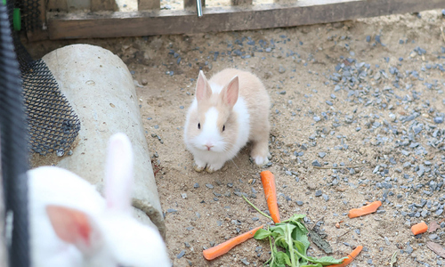 Can a rabbit bite transmit the rabies virus?