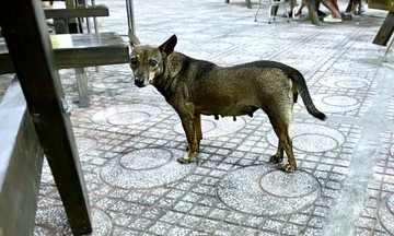 Repeatedly Bitten by Household Dogs