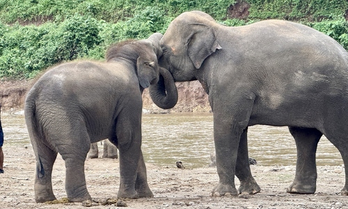 Thailand administers birth control to wild elephants
