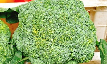 How eating broccoli benefits your health