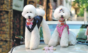 Pet dog weddings: a growing trend