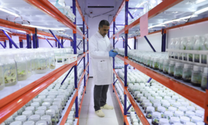 Iraqi scientists 'train' date palms for high heat and salinity