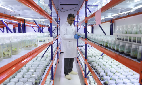 Iraqi scientists 'train' date palms for high heat and salinity