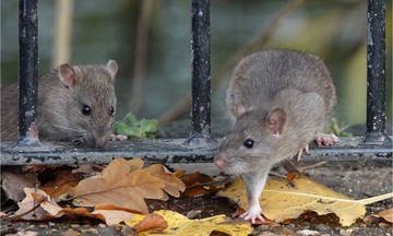 Cleaning mistakes that invite mice and insects into your home