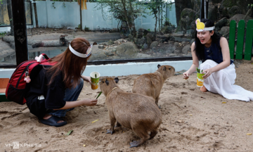 Thao Cam Vien posts five consecutive years of profit